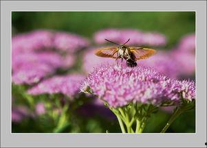 在线观看蜂鸟,空中舞者,自然界的奇迹之旅