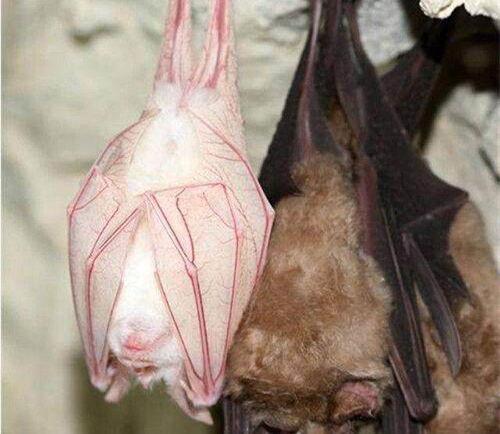 血色蝙蝠在线观看,惊悚之夜,神秘生物现世之谜