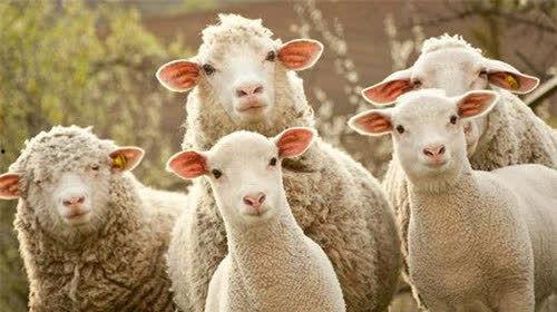 娱乐吃瓜酱羊,揭秘娱乐圈那些不为人知的幕后故事  第2张 娱乐吃瓜酱羊,揭秘娱乐圈那些不为人知的幕后故事  第2张