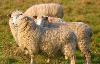 娱乐吃瓜酱羊,揭秘娱乐圈那些不为人知的幕后故事  第3张 娱乐吃瓜酱羊,揭秘娱乐圈那些不为人知的幕后故事  第3张