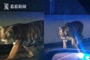 最新爆料斩虎事件视频大全,揭秘最新爆料事件视频大全  第3张 最新爆料斩虎事件视频大全,揭秘最新爆料事件视频大全  第3张