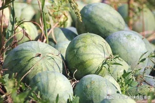 甘肃陇南康县吃瓜网红,网红带你尝鲜陇南美味  第3张 甘肃陇南康县吃瓜网红,网红带你尝鲜陇南美味  第3张