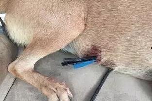 娱乐圈爆料流浪狗被抓,流浪狗被抓引发关注,背后真相令人唏嘘