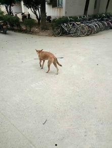 娱乐圈爆料流浪狗被抓,流浪狗被抓引发关注,背后真相令人唏嘘  第2张 娱乐圈爆料流浪狗被抓,流浪狗被抓引发关注,背后真相令人唏嘘  第2张