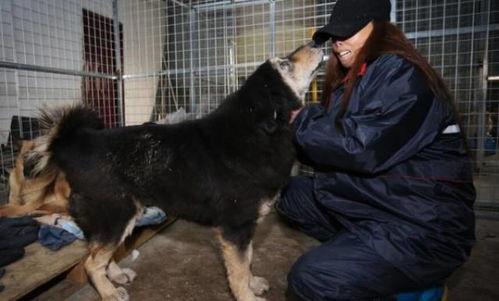娱乐圈爆料流浪狗被抓,流浪狗被抓引发关注,背后真相令人唏嘘  第3张 娱乐圈爆料流浪狗被抓,流浪狗被抓引发关注,背后真相令人唏嘘  第3张