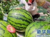 911爆料最新消息今日吃瓜,今日吃瓜大揭秘,真相令人震惊!  第2张 911爆料最新消息今日吃瓜,今日吃瓜大揭秘,真相令人震惊!  第2张